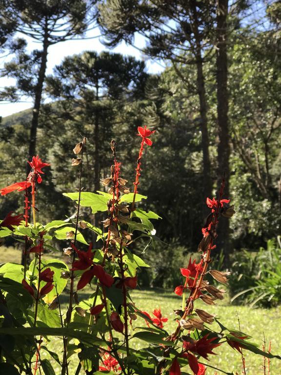 בוקאינה דה מינאס Apartamento Ferias Fazenda Usina 2 מראה חיצוני תמונה